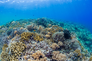 海底缤纷珊瑚礁34秒视频
