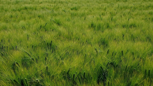 夏天阳光明媚的白天小麦田里有耳在风中摇动视频