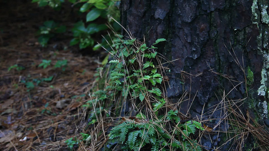 在阿尔肯萨斯森林的一棵树上种植植物视频
