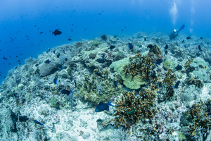 海底缤纷珊瑚礁 19秒视频