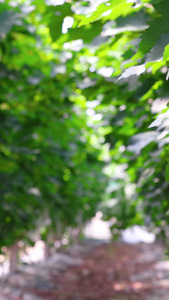 大棚里种植的葡萄架绿色植物视频