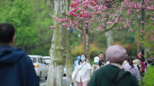 春天杭州道路交通车辆行人游客自然视频