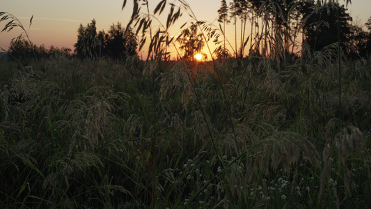 夏日草原的黎明视频