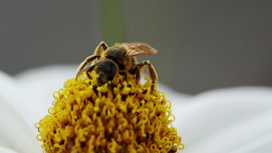 蜜蜂35秒视频