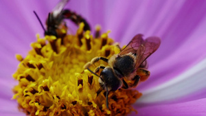 蜜蜂35秒视频