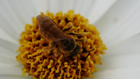 在宇宙花上种蜜蜂视频