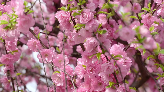 春天开花的水果和野花高清视频