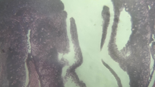 鱼鳃细胞切片显微镜视频