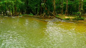 热带雨林地貌的奇特林池11秒视频