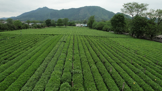 桂林茶园视频