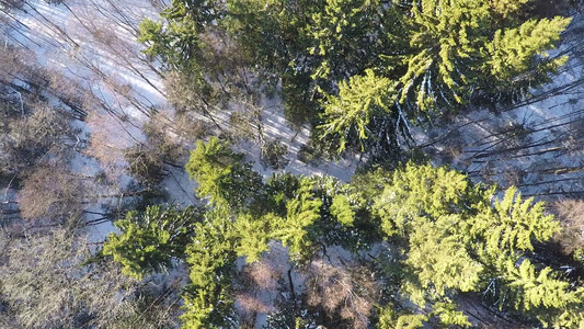 冬季森林中树枝和树苗的空气透视视频
