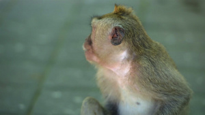 猴子森林乌布德巴利印地安尼西亚25秒视频