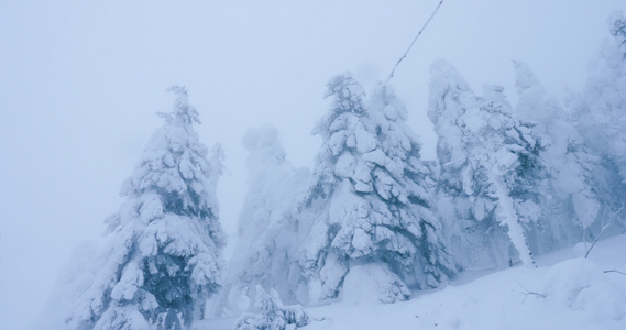 满满雪雨的fir树视频