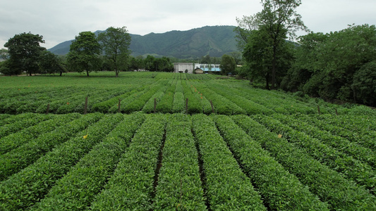 桂林茶园视频