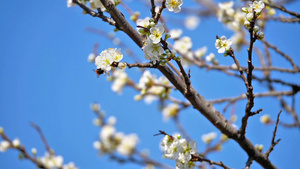 树上桃花盛开29秒视频