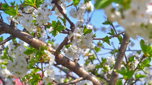树上桃花盛开28秒视频