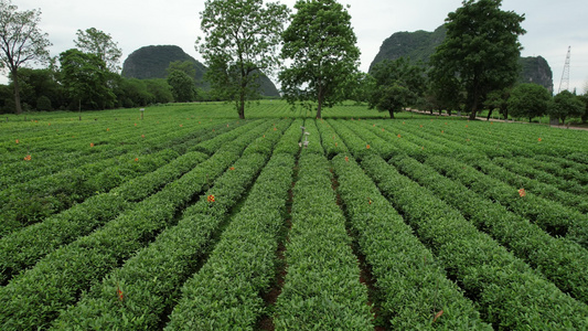 桂林茶园视频