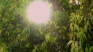 照射在绿植上的日光23秒视频