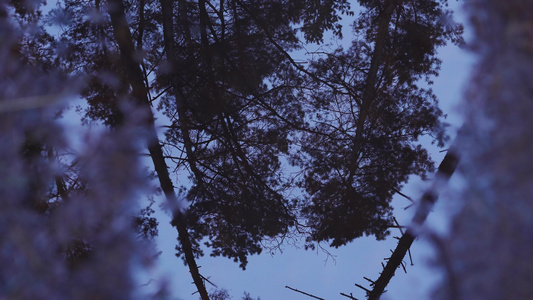 夜里的松林在水坑中视频