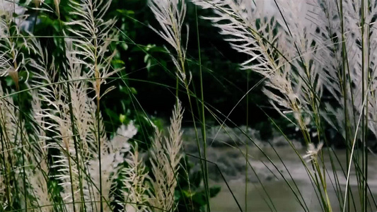 美丽的白色Kanskash草花植物Saccharum视频