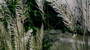 美丽的白色草花植物12秒视频