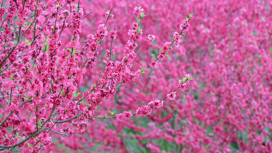 春天唯美小清新红色桃花绽放视频