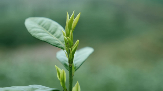  茶叶 春茶芽 白茶 茶枝芽 茶丫 茶叶特写  视频素材视频