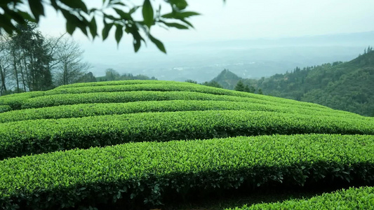 早茶节视频素材绿茶基地茶叶合集视频