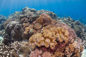 海底缤纷珊瑚礁 20秒视频