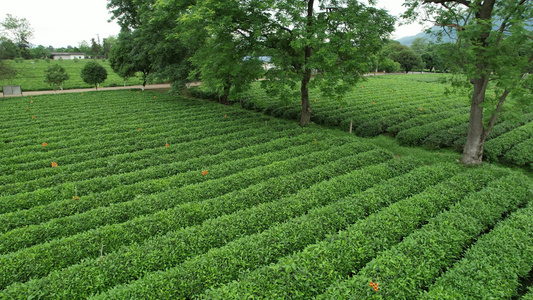 桂林茶园视频