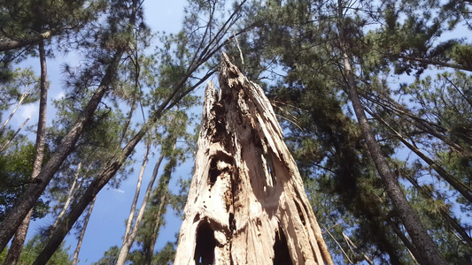 森林中的死树视频