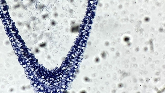 纵切水螅微生物显示器视频