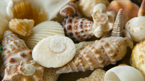 各种珊瑚海洋软体动物和扇贝壳它们都具有不同种类的多彩14秒视频