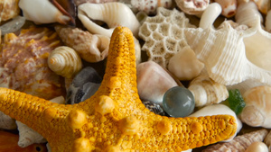各种珊瑚海洋软体动物和扇贝壳16秒视频