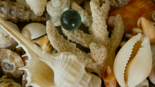 各种珊瑚海洋软体动物和扇贝壳它们都具有不同种类的多彩视频