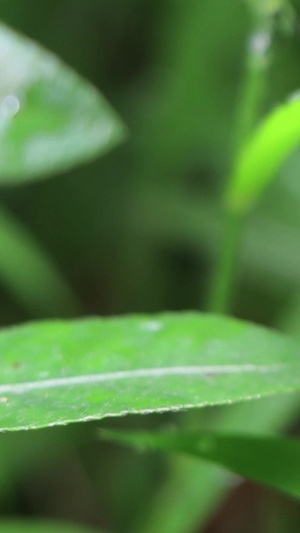 雨后露水露珠绿植实拍素材21秒视频