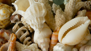 各种珊瑚海洋软体动物和贝壳18秒视频