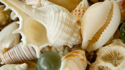 各种珊瑚海洋软体动物和扇贝壳它们都具有不同种类的多彩视频