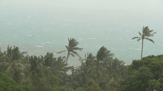 自然灾害飓风期间的海边风景强烈的气旋风把椰子棕榈树视频