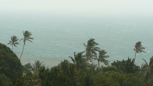 自然灾害飓风期间的海边风景强烈的气旋风把椰子棕榈树视频