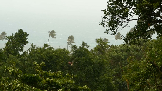 自然灾害飓风期间的海边风景强烈的气旋风把椰子棕榈树视频