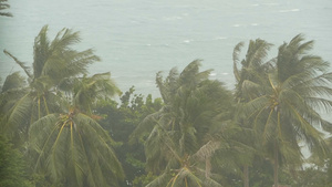 自然灾害飓风期间的海边风景强烈的气旋风把椰子棕榈树15秒视频