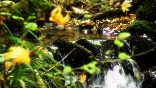 森林中的自然水视频