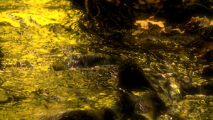 森林中山泉的自然水源15秒视频