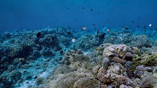 4K潜水实拍海底珊瑚礁视频