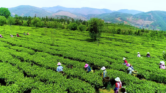 茶园 采茶 茶厂 茶叶 清新茶叶 视频素材视频