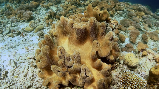 4K海底实拍珊瑚礁视频