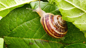 湿叶上的蜗牛31秒视频