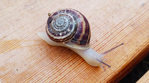 木甲板上的蜗牛31秒视频