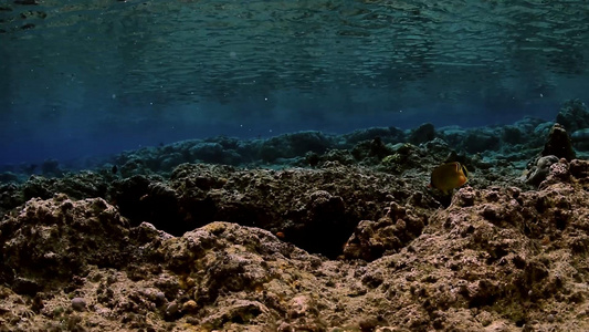 4K实拍浮潜中的海底世界视频